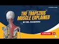 The Trapezius Muscle Explained by Dr. Chakshu | Physioneeds Academy