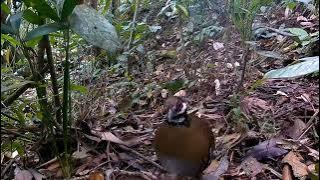 suara pikat puyuh hutan