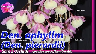 Orchid reblooming Dendrobium aphyllum (Den. pierardii) 2021