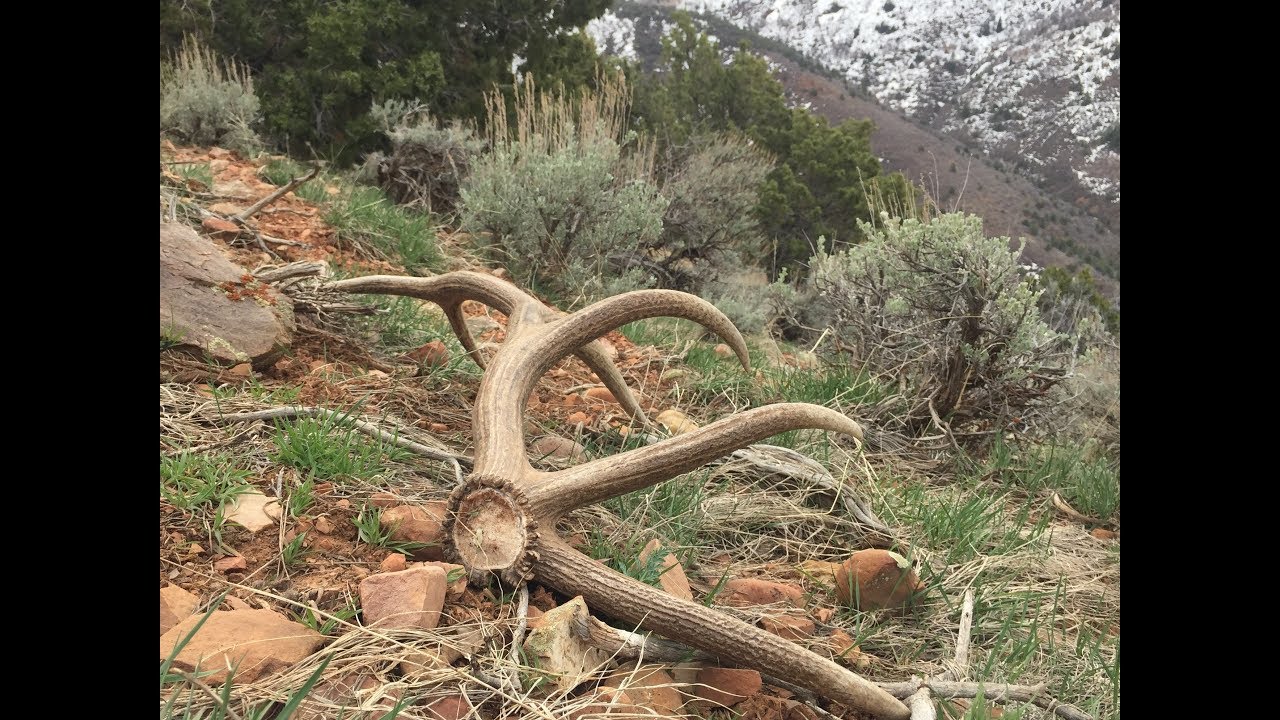 Shed hunting April/May 2017 in Utah YouTube