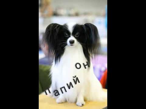 МИНИ-КОНКУРС!!! УЗНАЙ породы собаК!