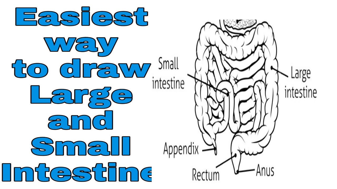 Transverse section of small intestine vintage Vector Image