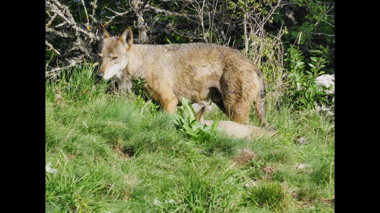 IL MIO 2025 NIK WILD NATURA WORLD IN 4K