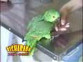 Aprenda o manejo correto para cuidar de papagaios