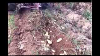 How To Harvest Potatoes (potato variety spunta)