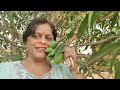 #NatureVlog #MyMangoFarming #MangoSeason2026