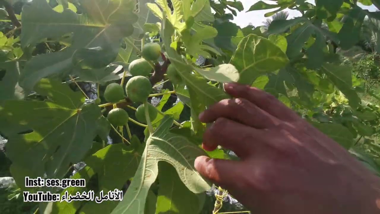 الاردني الاصفر الجامبو ( ديانا)