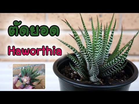 วีดีโอ: การดูแลม้าลาย Haworthia: เคล็ดลับในการปลูกม้าลาย Haworthia Succulents