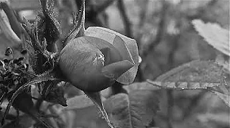 The Small Dark Rose ( Róisín Dubh ) The Small Dark Rose ( Róisín Dubh )