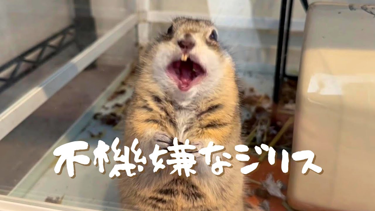 よく慣れたリチャードソンジリス　2022.3ぐらい生まれ はじめまして】【リチャードソンジリス】新しい家族が増えました - YouTube