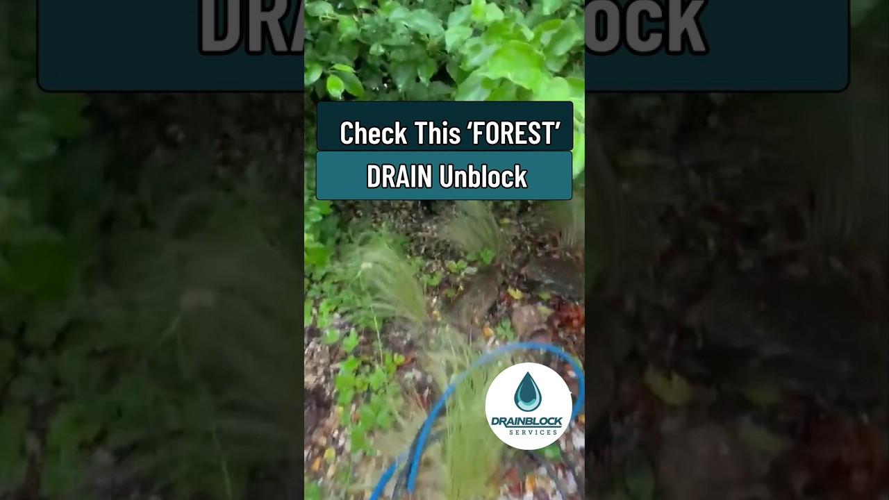 Check This 'FOREST' Drain Unblock 🌳🍃 Plymouth UK 