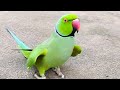 Talking parrot male green