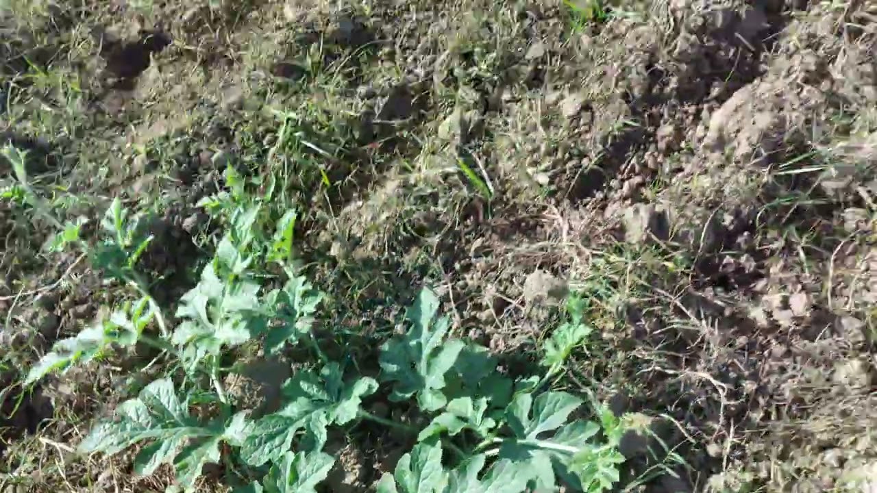 magpalinis ako taniman ko guy's. 