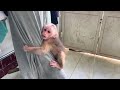 Baby monkey Bella and mother washing clothes