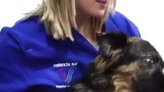 LUNA THE DOGS RESCUE STORY