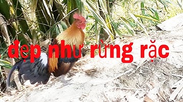 f1 tơ má vàng đẹp như rừng rặc