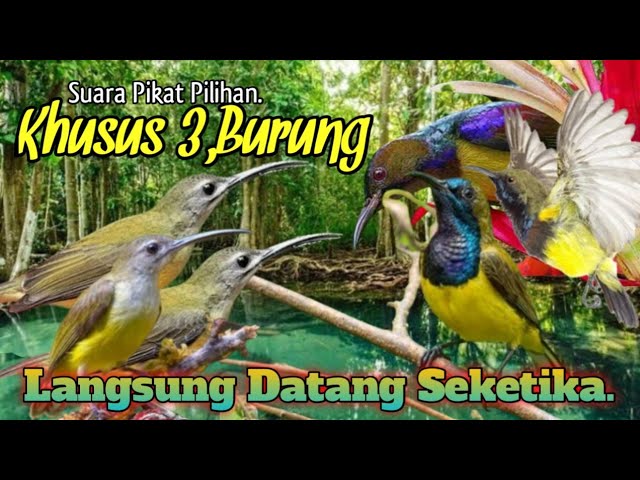 SUARA PIKAT PIJANTUNG RIBUT KOMBINASI SOGON DAN KOLIBRI WULUNG.. class=