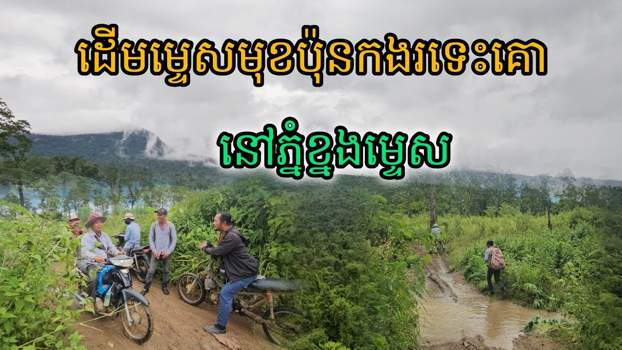 ដើមម្ទេសមុខប៉ុនកង់រទេះគោនៅភ្នំខ្នងម្ទេស