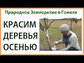 Важно! Покраска деревьев осенью