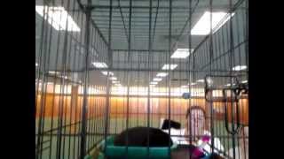 Spay/neuter clinic