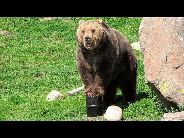 How to Pack with a Bear Canister 