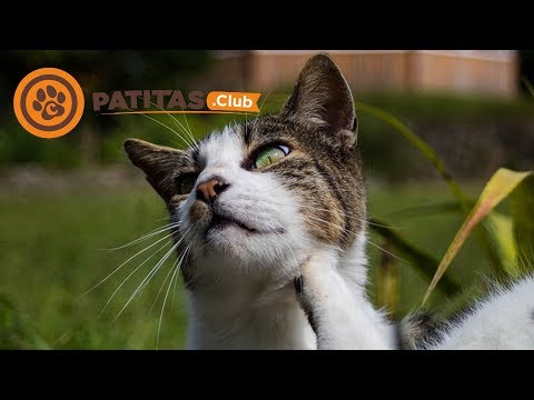 Video: Control De Pulgas En Gatos