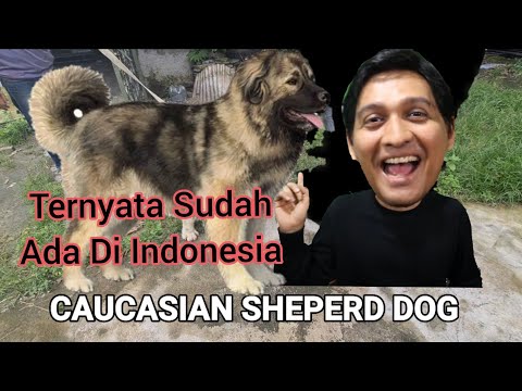 Video: Anjing Gembala Kaukasia - Perwatakan Dan Kelakuan