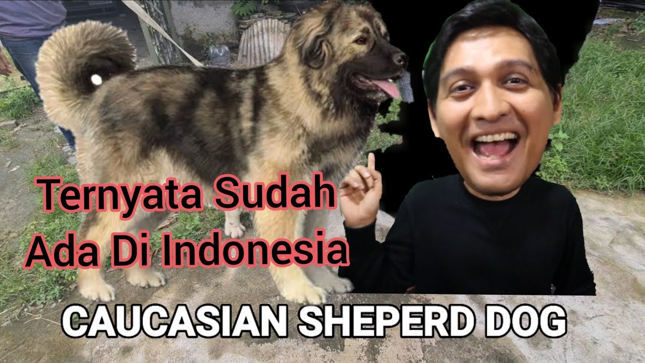 Buy caucasian ovcharka harga Hot Sale