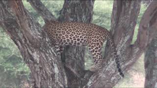 MarDe Dani en Tanzania, Tarangire National Park, Leopardo avistado