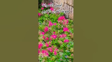 قران كريم بصوت جميل للشيخ سعود الشريم #المصحف #راحة_نفسية #اكسبلور#الرحمن 🌹😍😘🤲قران كريم 😍💕🤲
