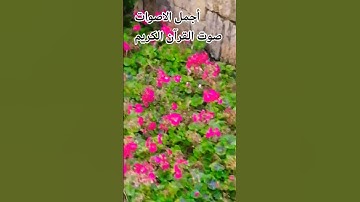 قران كريم بصوت جميل للشيخ سعود الشريم #المصحف #راحة_نفسية #اكسبلور#الرحمن 🌹😍😘🤲قران كريم 😍💕🤲