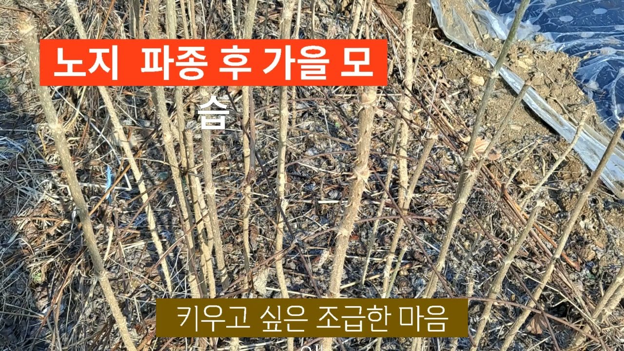 두릅나무 키우기