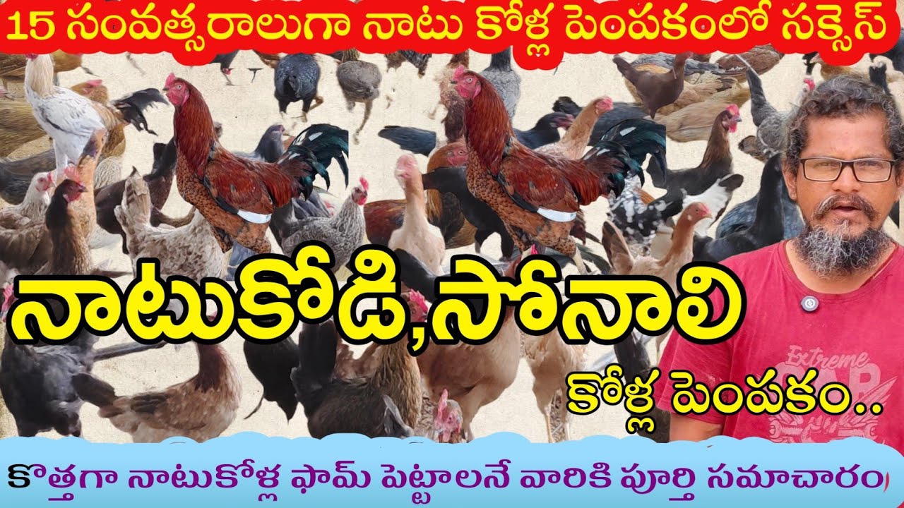 నాటుకోళ్లు,సోనాలి కోళ్ల పెంపకంలో కష్టపడి చేసుకుంటేనే లాభాలు|Sonali Breed Farming#DNR