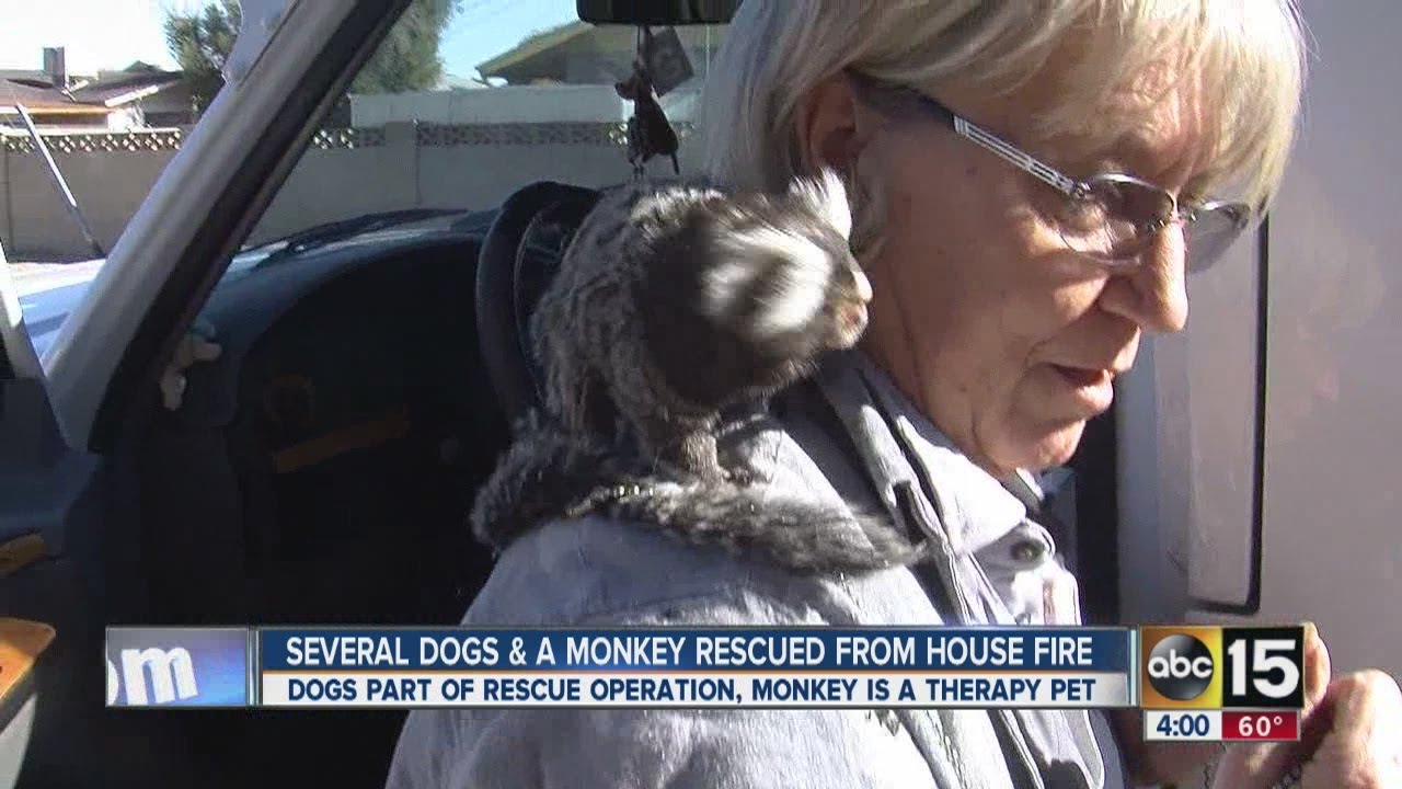 Monkeys, dogs saved in Phoenix house fire