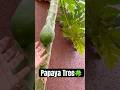 Papaya tree 🍀 #viral #youtube #youtubeshort #youtubevideo #shorts #papaya #tree #love ✨♥️