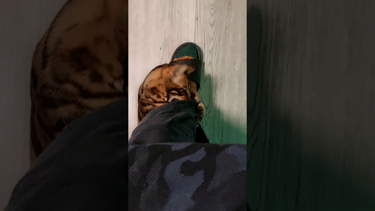 my bengal Cat is bitting my feet for some reason catsofyoutube 