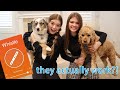 I can speak to my dogs?! Testing Dog Apps