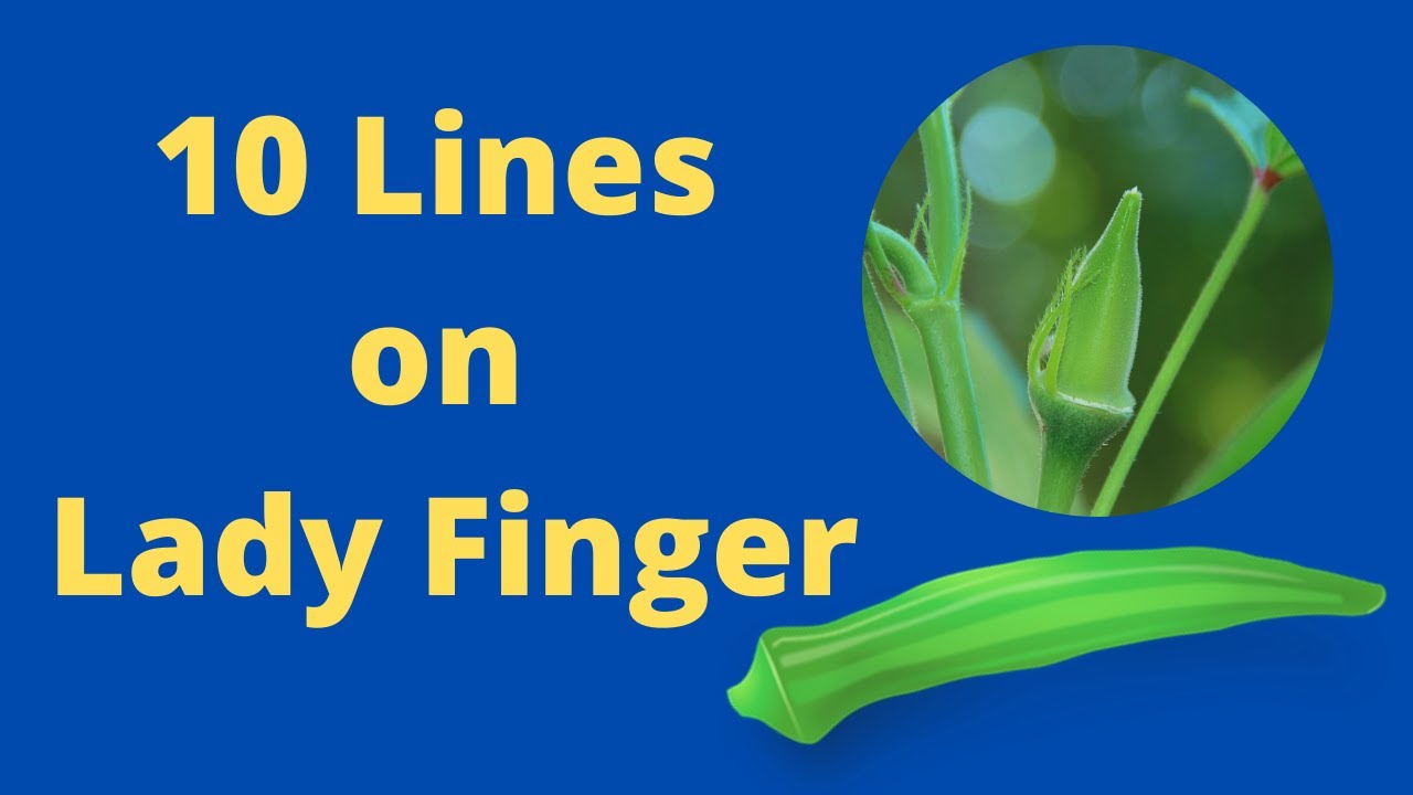 essay on lady finger for class 1