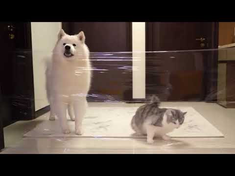 Video: Gatti Contro Cani - Visualizzazione Alternativa