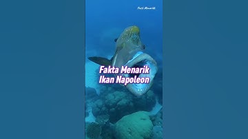 Fakta Menarik Ikan Napoleon 😱 #shorts