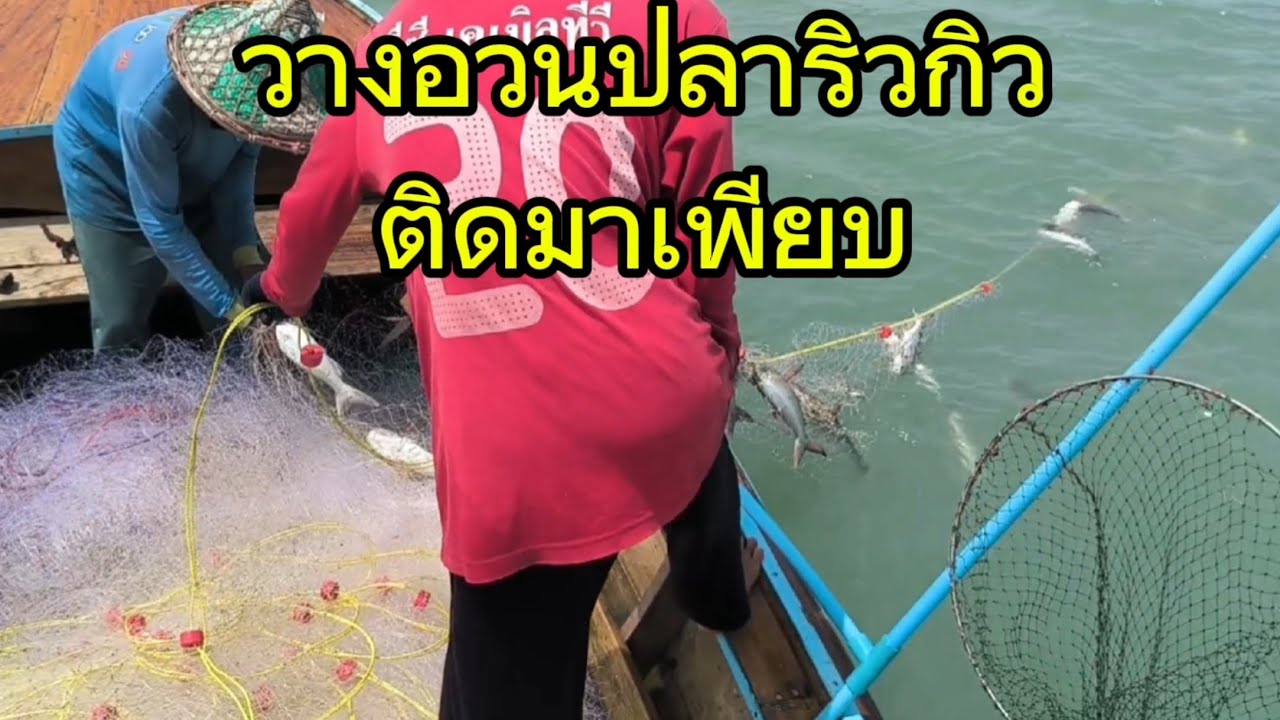 วางอวนปลาปลากระบอกใหญ่เเต่ติดปลาริวกิวมาเเทนเรือหัวโทงภูเก็ต [ ฟิต นักล่าปลากระบอกยัก ]