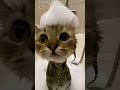 # shorts feed # yt shorts # shorts # YouTube # trend # cat memes