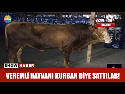 Veremli hayvanı kurban diye sattılar!