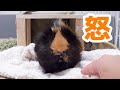 タオル取らないで！めちゃくちゃ怒るモルモット　Angry guinea pig