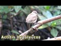 Perilaku Burung Trinil Pantai Di Alam Liar (Actitis Hypoleucos)