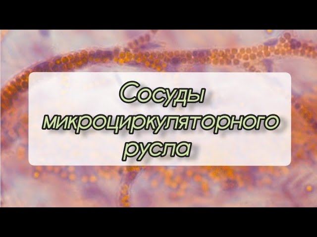 #артериолы #капилляры #венулы (сосуды микроциркуляторного русла)