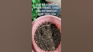 SANG CHẬU CÚC MÂM XÔI HÀN TẾT #thaychaucucmamxoihan #cayconcucmamxoihan #cucmamxoihalan