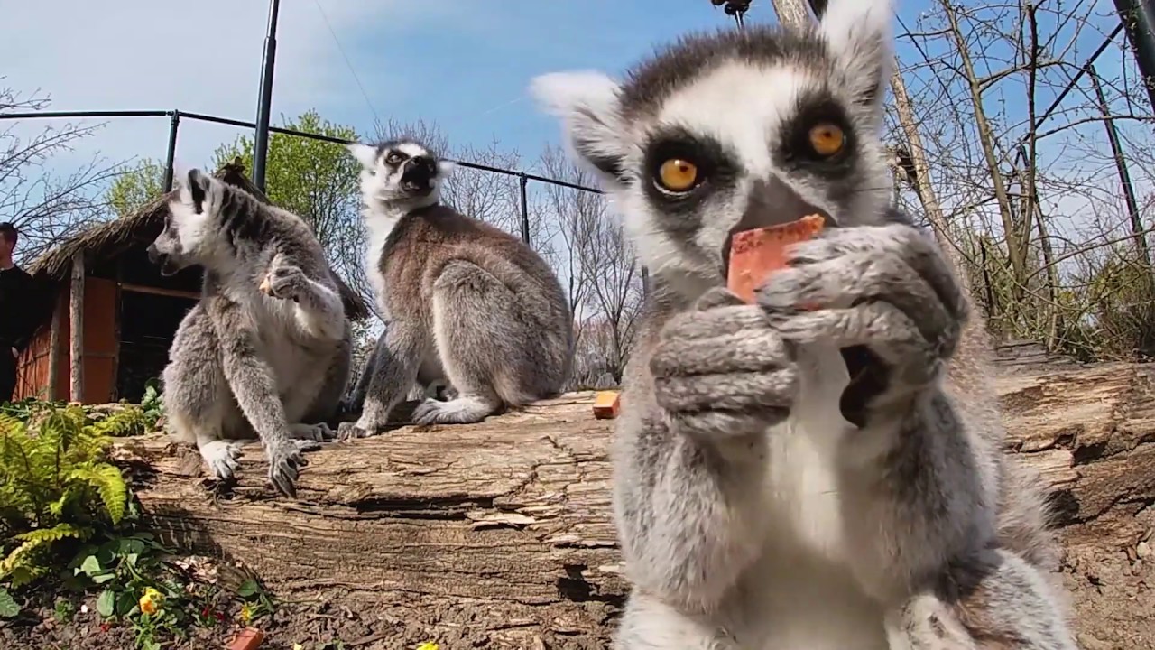 DIERGAARDE BLIJDORP: lunch voor ringstaartmaki - ROTTERDAM ZOO: lunch for ring tailed maki