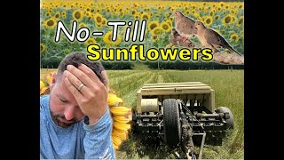 You were right. This even gonna work? | NoTill Drilling Sunflowers for Doves