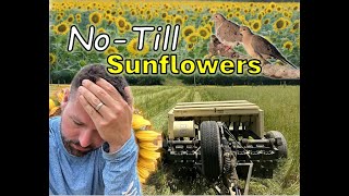 I Tried No-Till Drilling Sunflowers Here's What Happened